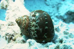 Katzenaugenschnecke (Turbo radiatus)